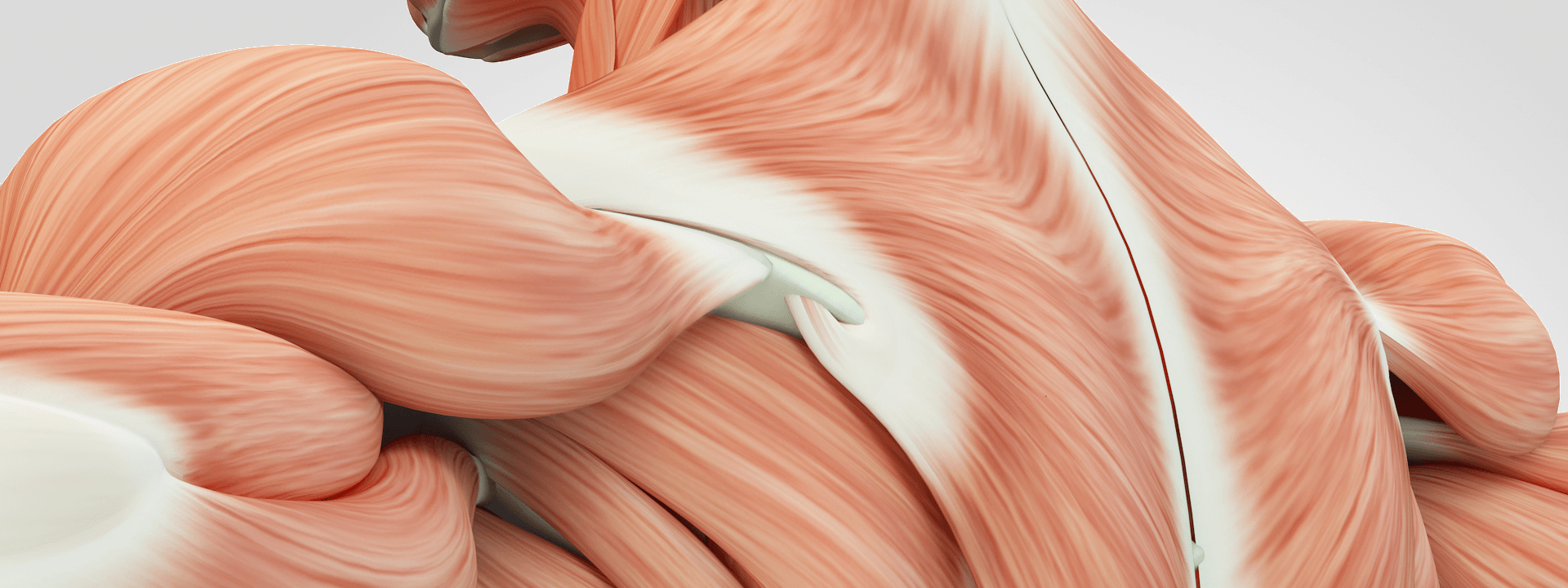 Anatomische Darstellung der hinteren Schulter